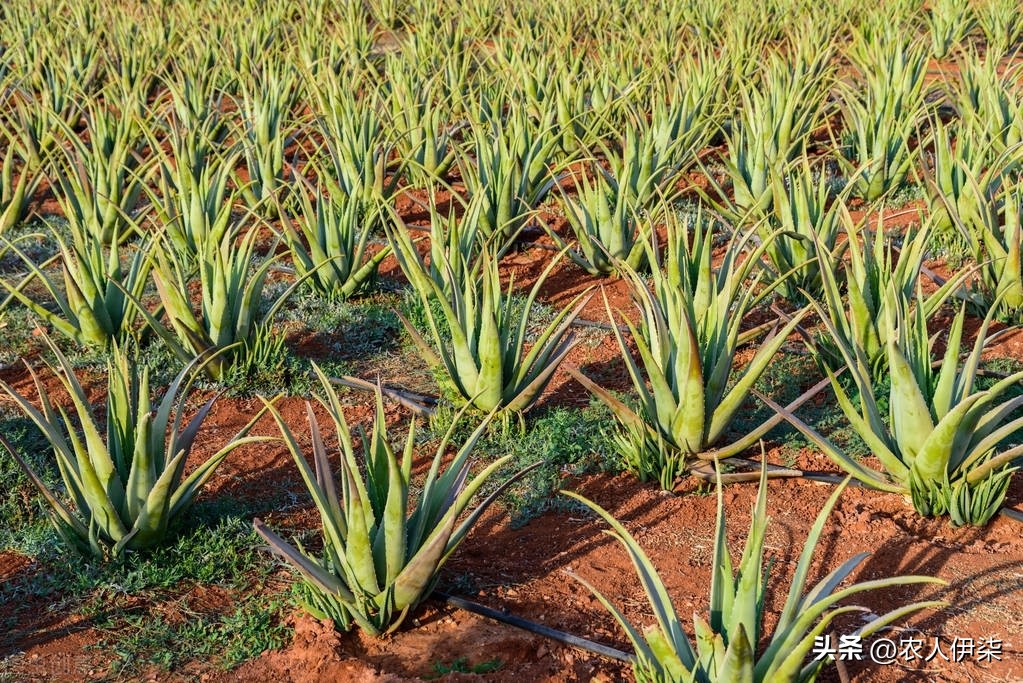 芦荟种植效益怎样,芦荟种植亩产多少斤