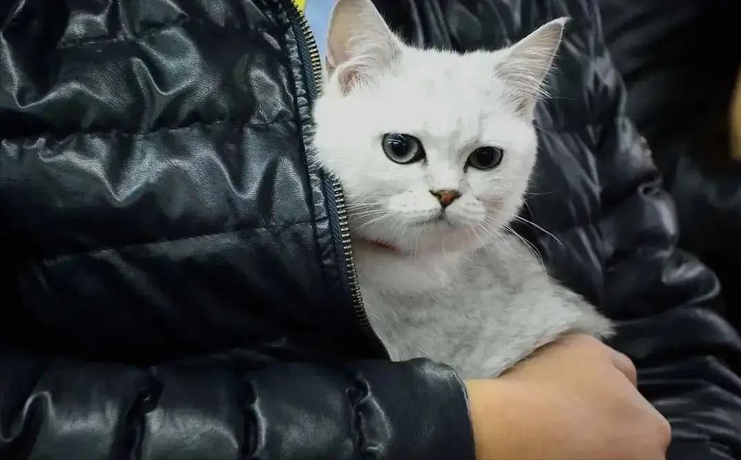 猫什么特征代表养得好,报恩猫是什么样