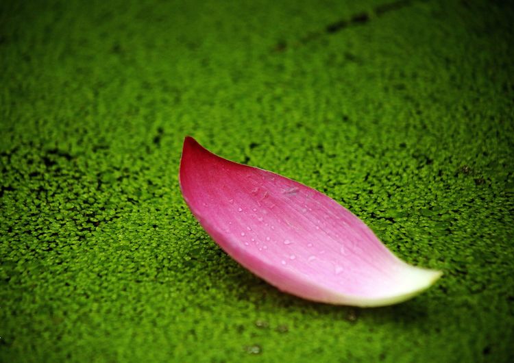 赏经典诵读品诗意人生作文,上善若水厚德载物简介