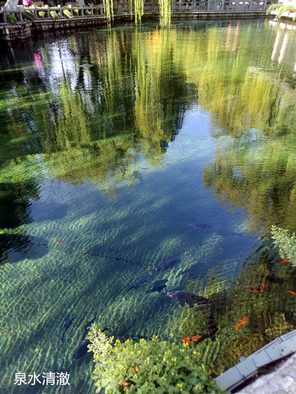 天下第一泉趵突泉预约,天下第一泉趵突泉喷涌