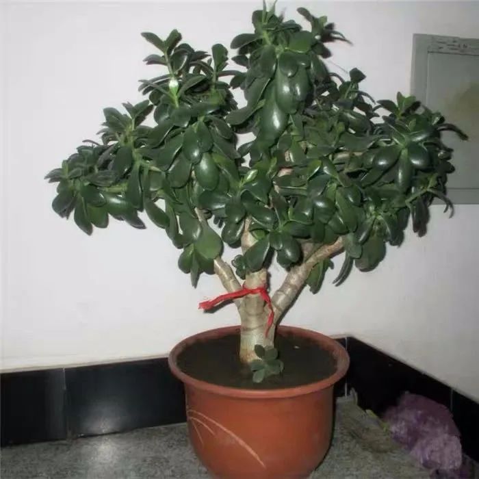 家里养的六棵风水树,4种守家树旺宅又高档