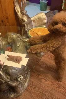 十种最好养的小型犬家养小宠物,建议新手养的10种狗小型犬智商高