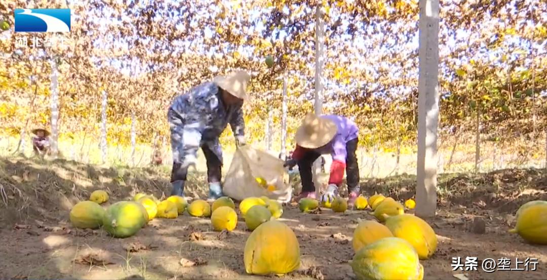 瓜蒌产业背后的致富经,瓜蒌种植带动群众增收