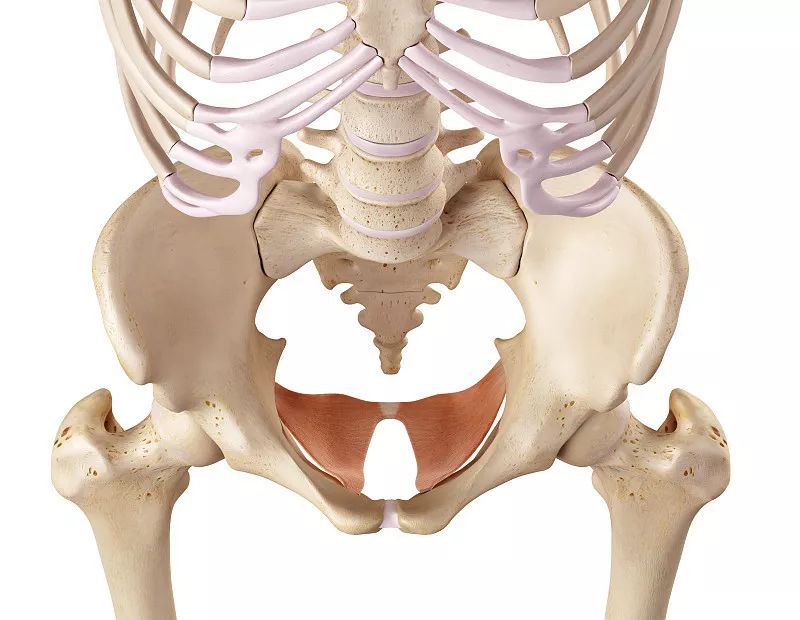 “啪啪啪”的玄机,原来在这块肌肉上
