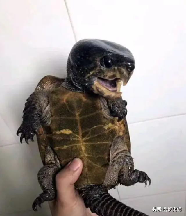 2012男子在野外捡到了小乌龟,男子捡了一个小乌龟最后被抓