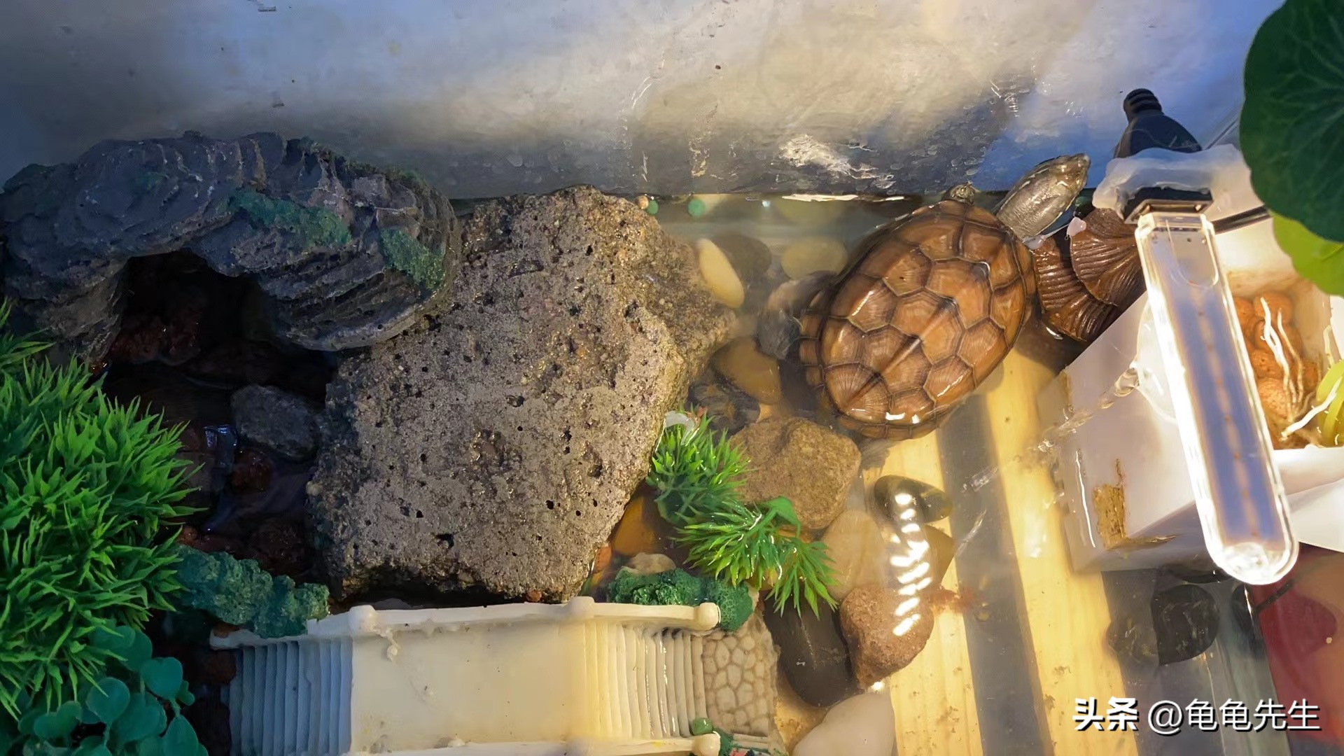 乌龟要怎么养才会养得更好,新手养乌龟的十条建议