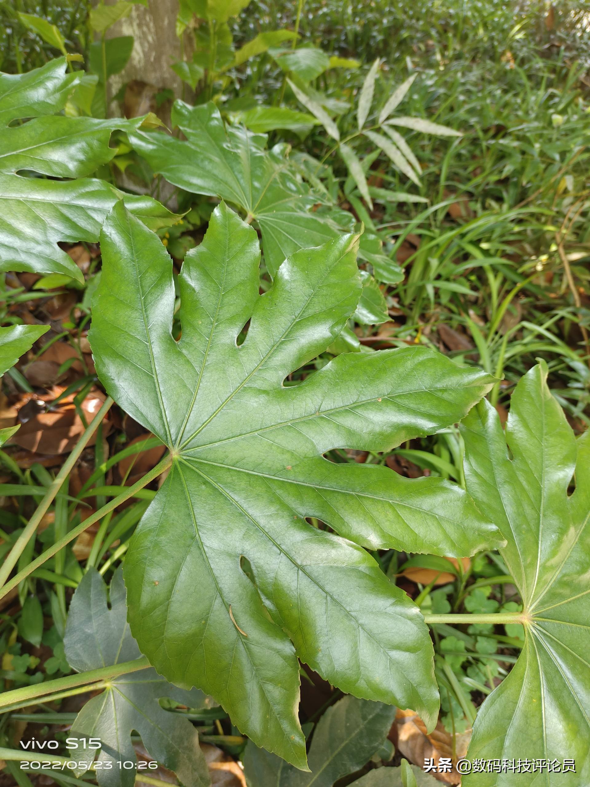 vivos15是用的骁龙870巅峰版吗,vivos15骁龙870巅峰版与普通版