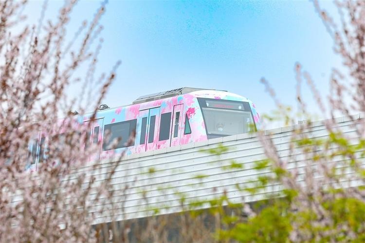 武汉樱花地铁专列上线,湖北武汉地铁开通樱花专列