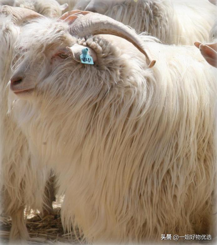 临平围巾批发市场在哪里,丽水仿羊绒围巾批发