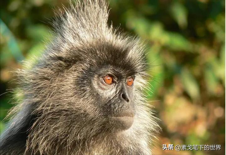 婆罗洲神秘杂交猴,婆罗洲惊现杂交神秘猴