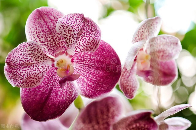 世界各国的国花都是什么,世界各国的国花都是什么花