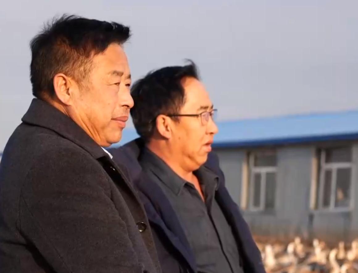 养鹅3000只被拐走,东北大爷养大鹅被大雁拐走3000只