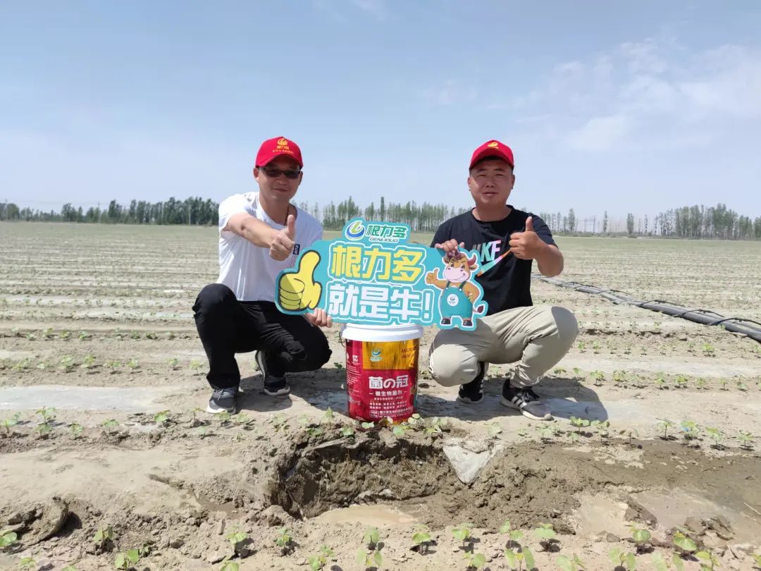 小棉花大根系,菌の冠显威力