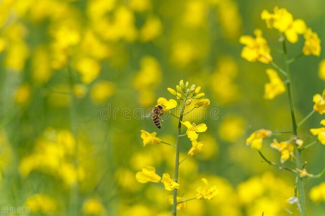 绱犻泤鐨勪竵棣欒姳,椋橀鐨勪竵棣欒姳