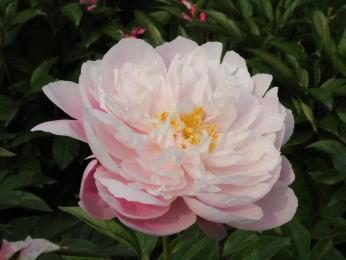 给最爱的Ta，送芍药还是玫瑰？