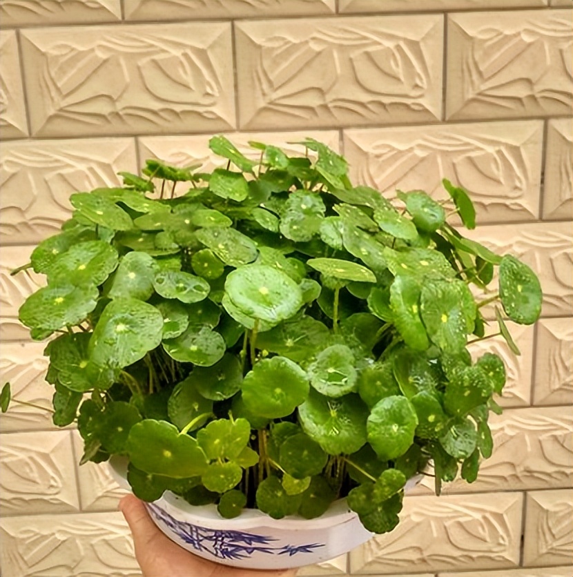 铜钱草的营养价值与功效,生态多样性的作用和意义