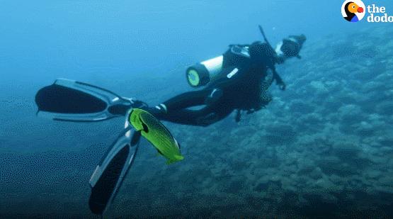 国外美女姐姐海里偶遇一只小鱼，竟引发神奇友谊！网友：前世情人