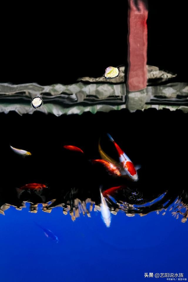 新手养锦鲤需要注意哪些事项,养锦鲤怎么养才最有效