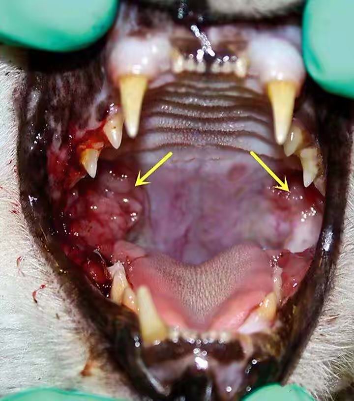 猫咪心脏病猝死前征兆,猫咪离家出走前的征兆