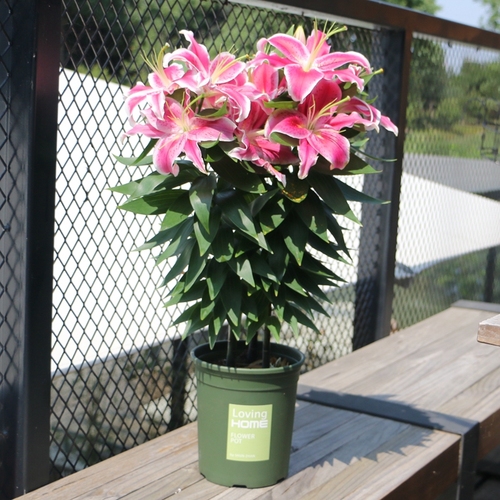 常见有毒花千万别碰,世上有毒的花和植物