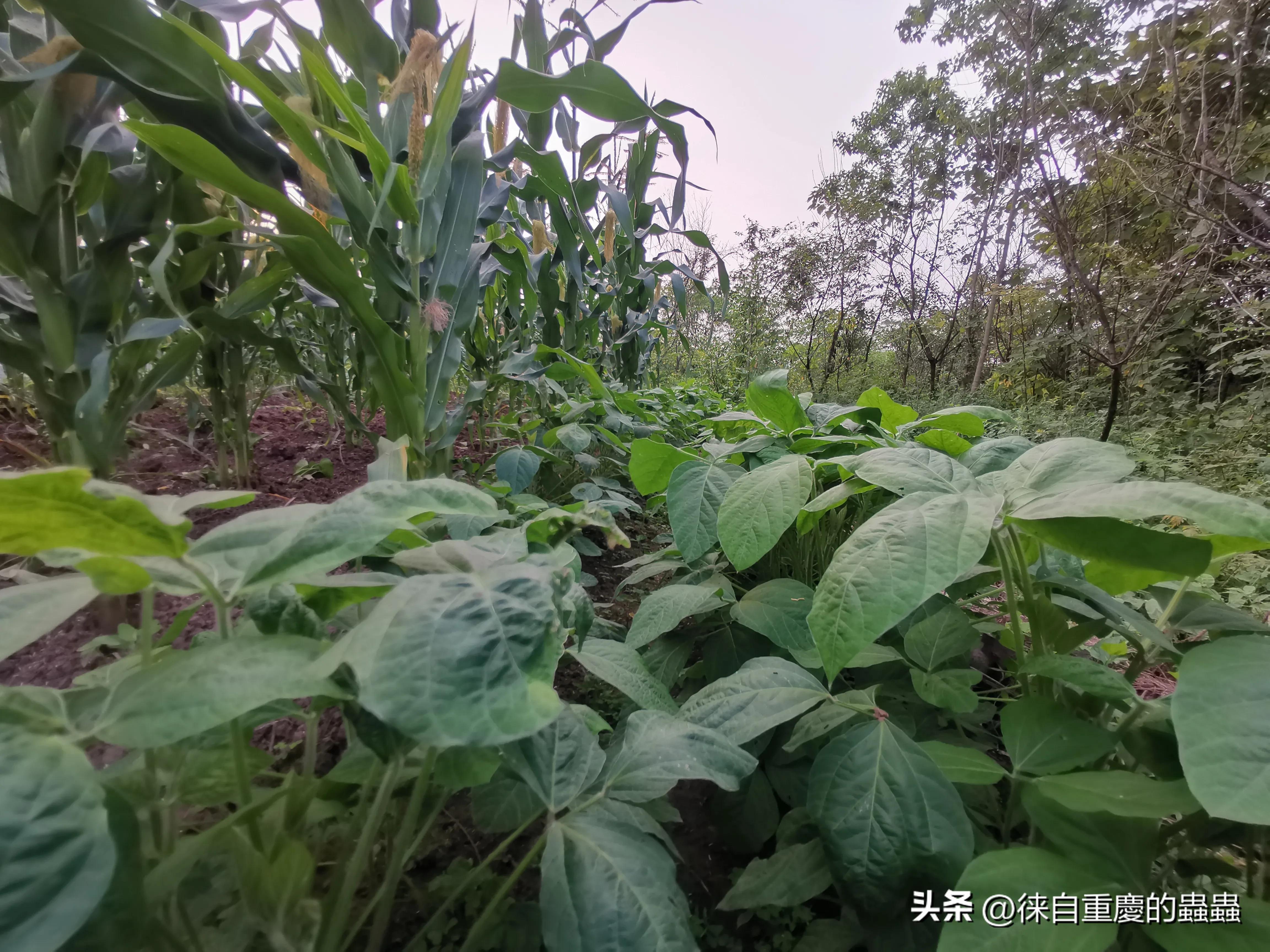 漫漫人生路——因身高矮小体育选修课成了麻烦