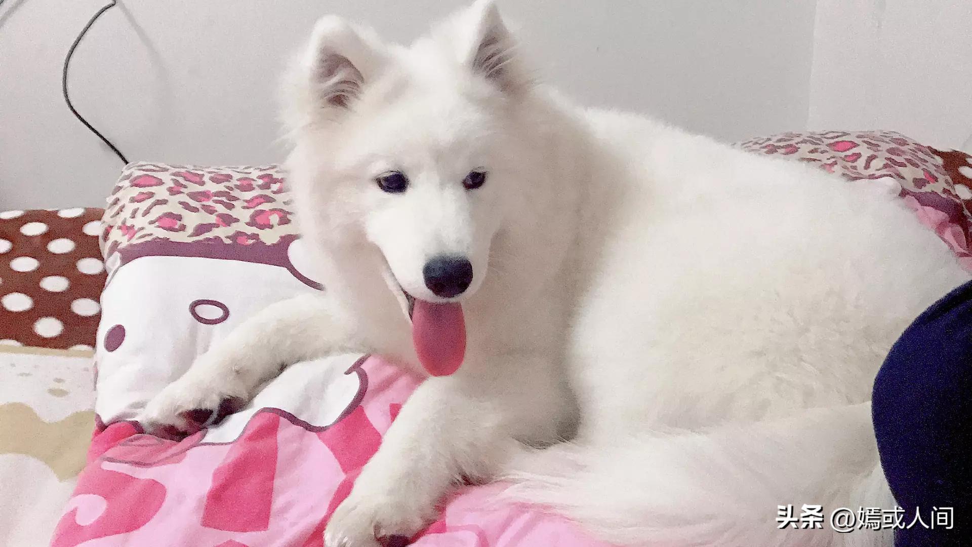 狗生不长愿你幸福的文案,狗狗一生很短只愿对一个人好