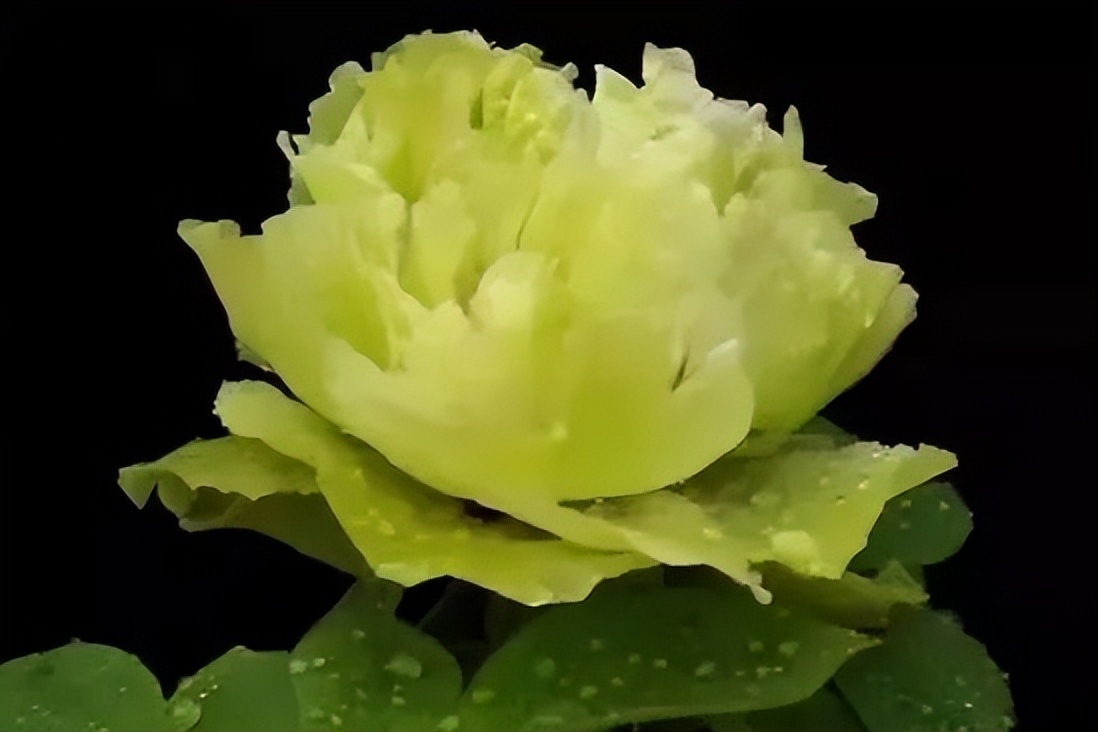 国色天香牡丹花魏紫,国色天香魏紫