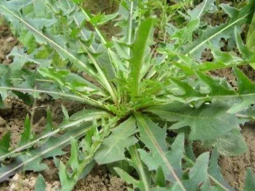 春吃鲜这些野菜你吃过吗,哪种食材是春季常吃的野菜