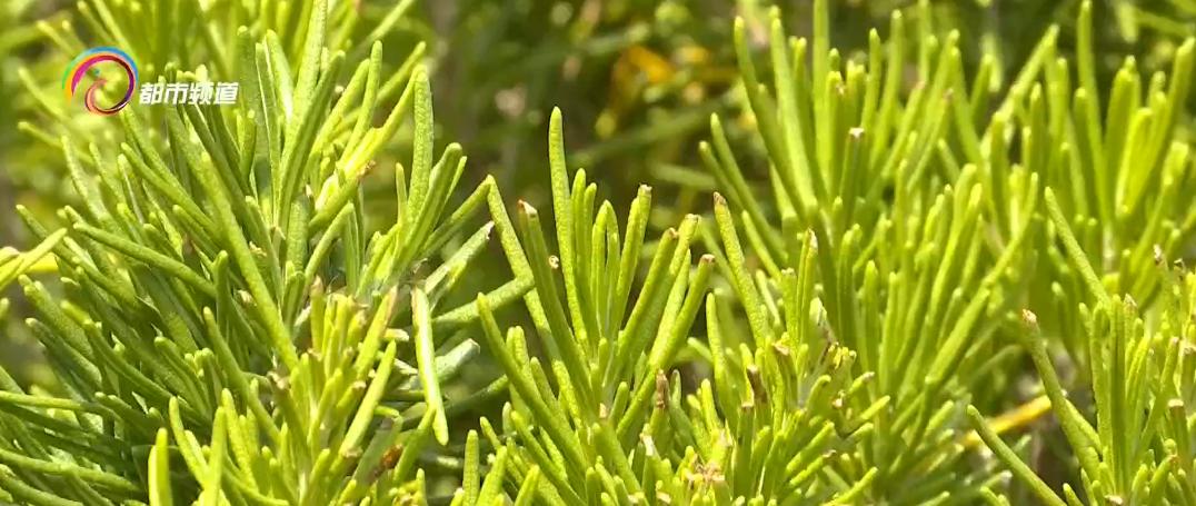 鏄嗘槑缁垮寲甯﹁糠杩鍥炬枃,鏄嗘槑缁垮寲甯﹀叏鏄糠杩