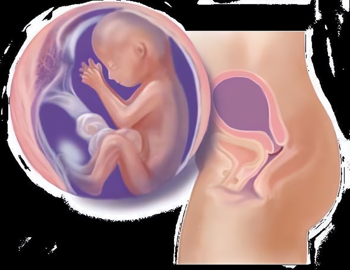 从受孕到分娩约四十周,从受孕到婴儿每天的变化