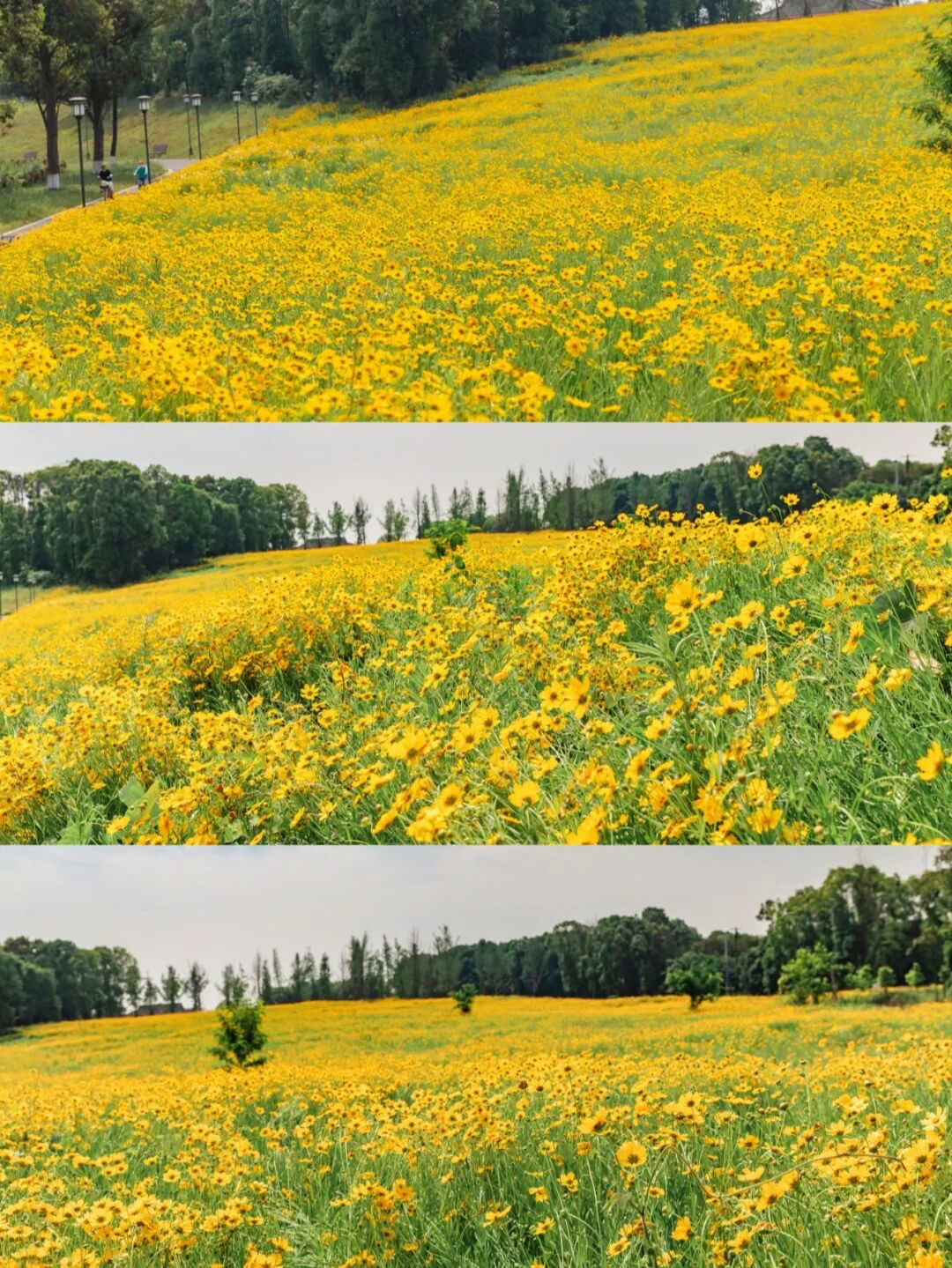 金鸡菊花海旅游攻略,金鸡菊花海美景