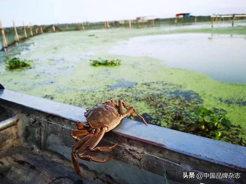 大闸蟹价格下降一半,大闸蟹价格下跌吗