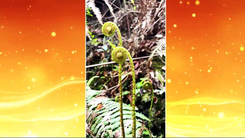 三伏天吃这六种养心菜,适合三伏天的养生菜