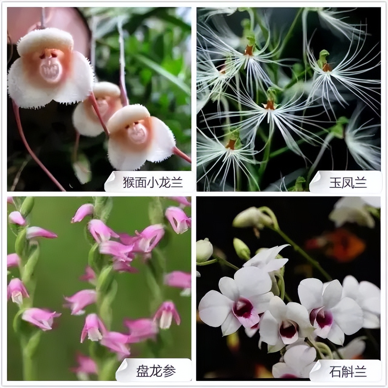 常见兰花品种图片名称及介绍大全,各种兰花品种名称及图片大全