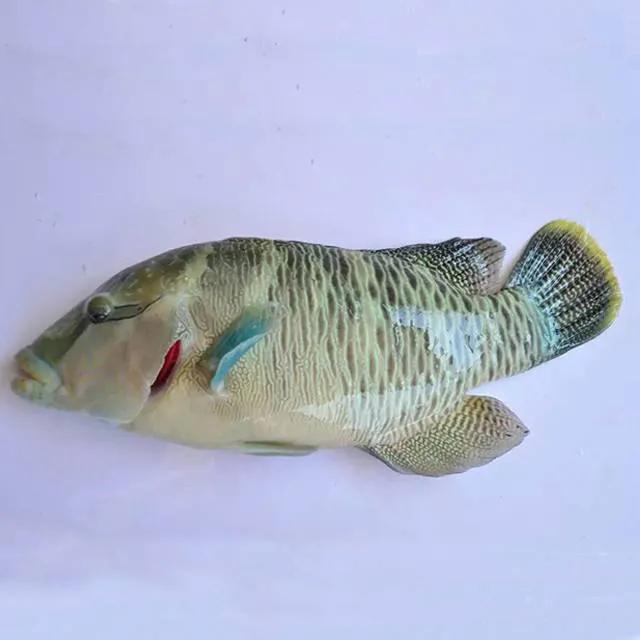 鱼类食材大全名称图片,鱼类菜谱大全100种