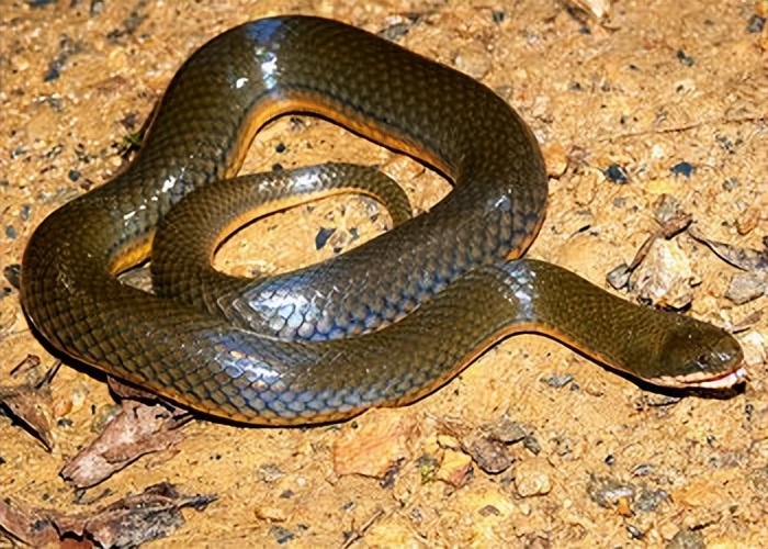 丛林探险美食大全,真正的丛林美食有哪些