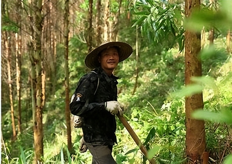 利用林业资源带动经济发展的举措,利用与发展