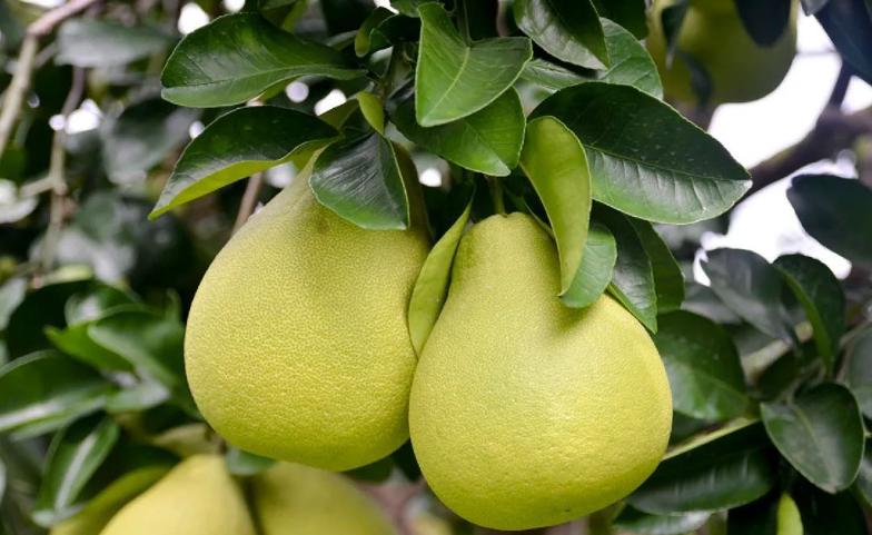 台湾最出名的水果有哪些,台湾水果有哪些台湾十大特产水果