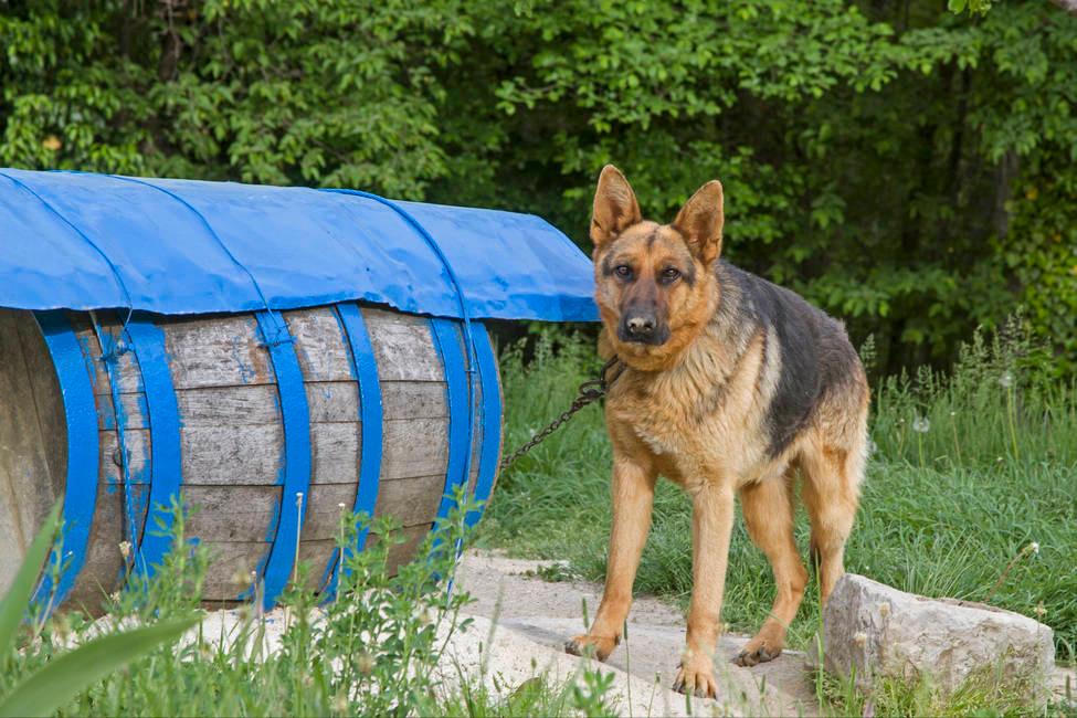 什么狗性格比较稳定又暴力,常见狗中哪种狗战斗力最强