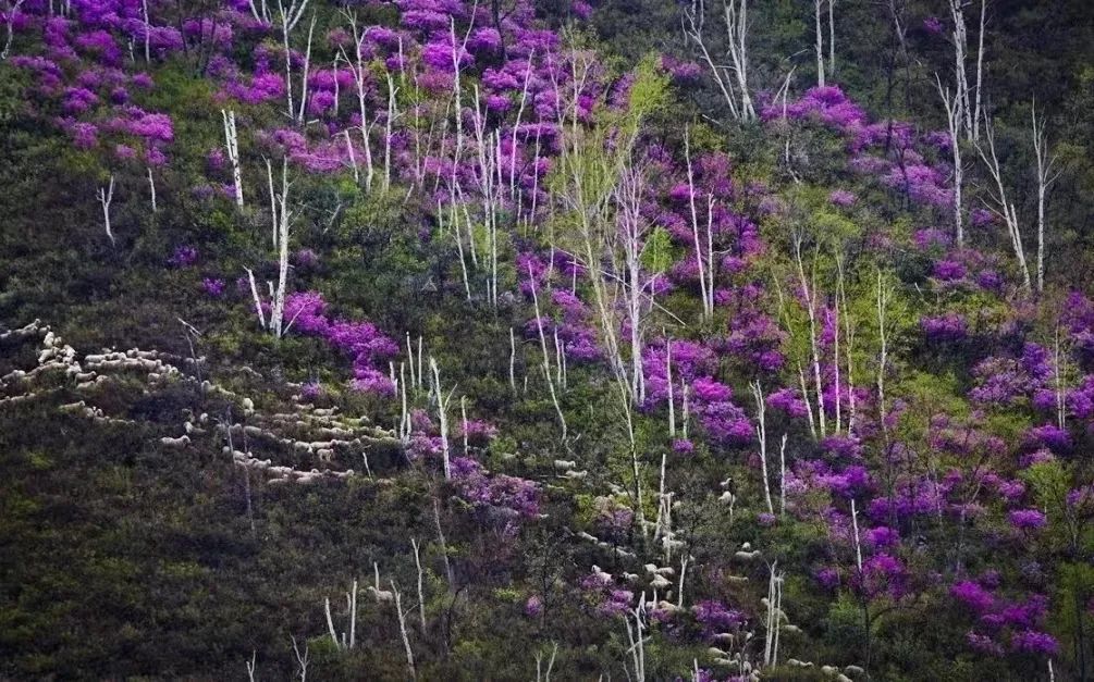 黄冈杜鹃花海景区,黄岗梁的杜鹃花开了吗