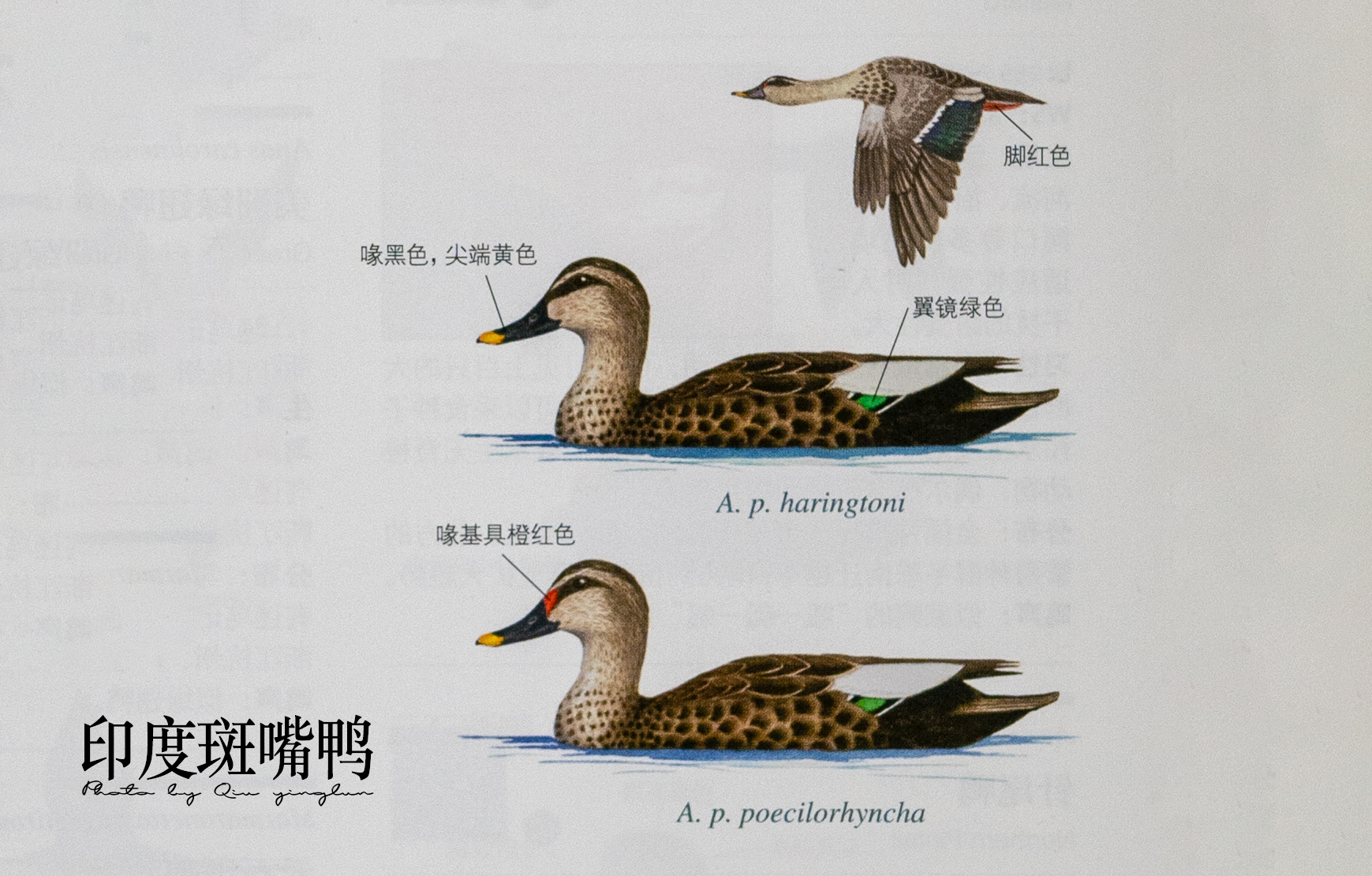 涓滄睙鎻借儨,涓滄睙鎻借儨楦熺被