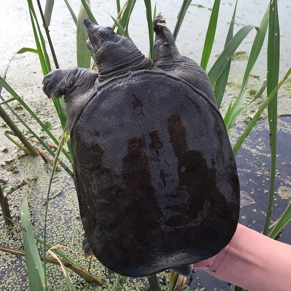 养殖哪个鳖种有前景,中华鳖养殖现状及未来发展