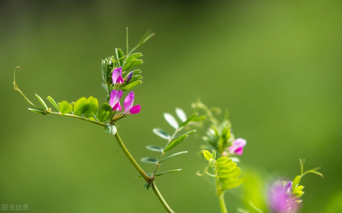 文心雕龙文赋篇,文心雕龙写曹植的部分