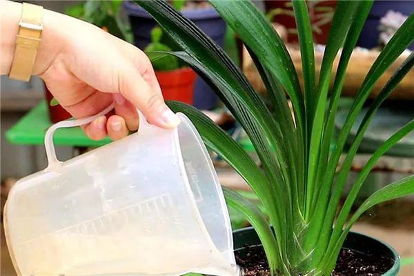 君子兰翻盆最好方法,君子兰如何翻盆和事后管理