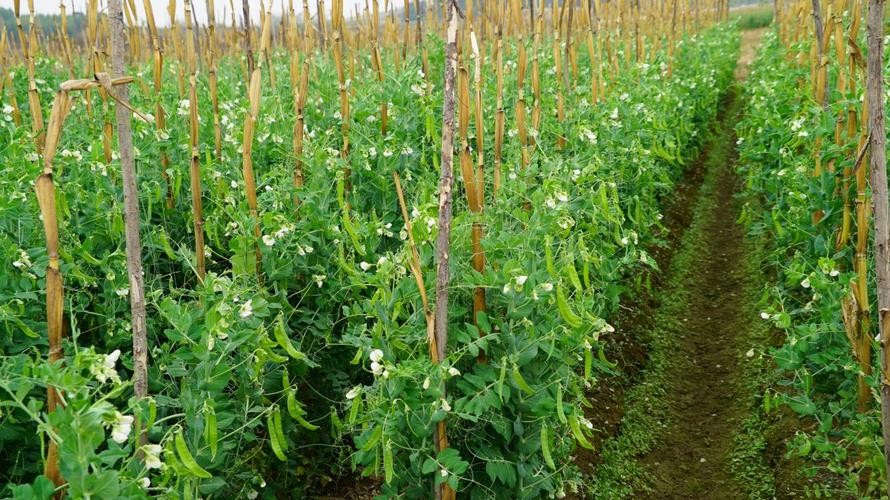 泰国高清图片大全,泰国旅游图片大全真实照片