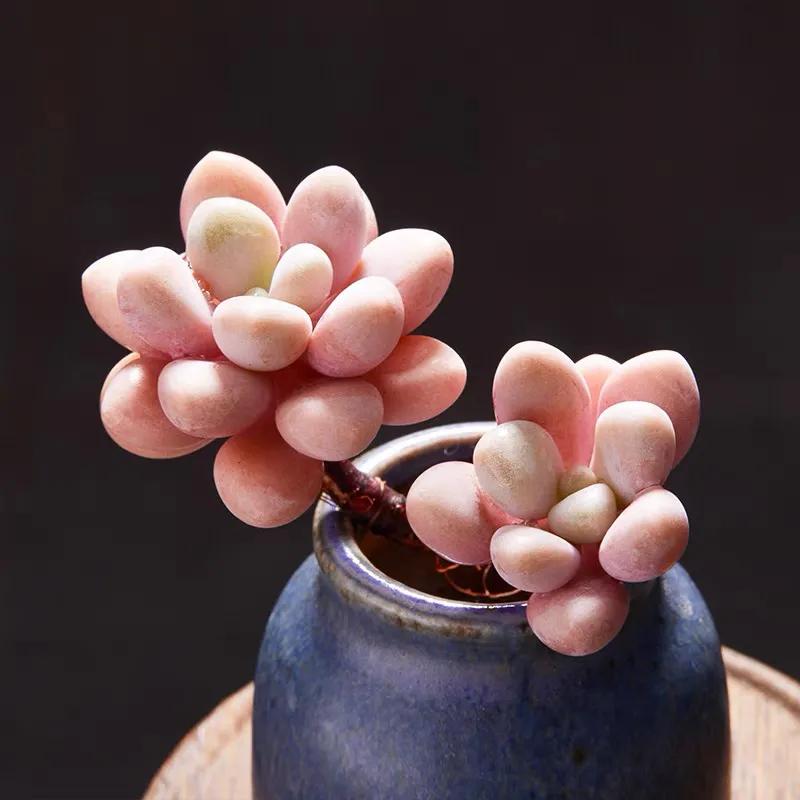 好看又度夏容易的多肉品种,油画棒绘画治愈系简单多肉葡萄