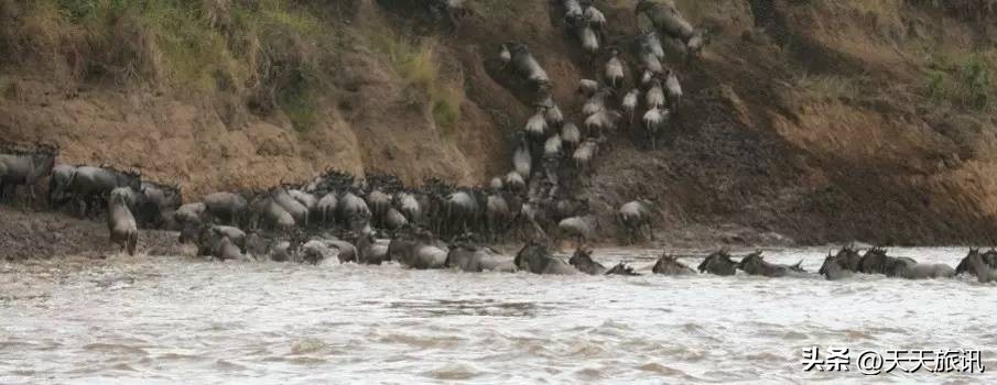 东非大草原动物大迁徙路线,为什么东非野生动物大迁徙
