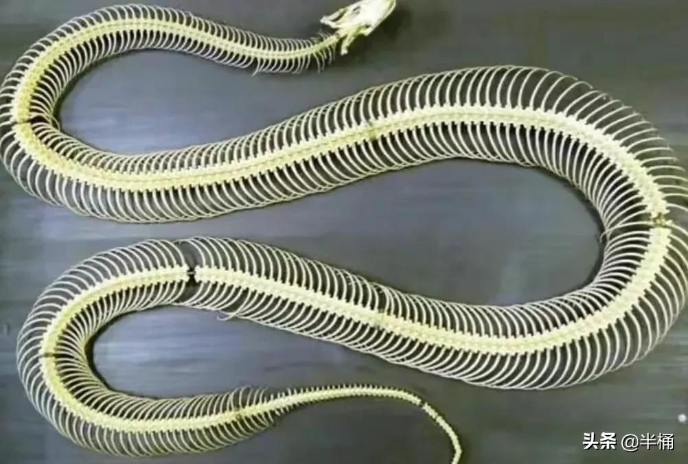 打蛇没打死会报复吗,经常打蛇会被蛇报复吗