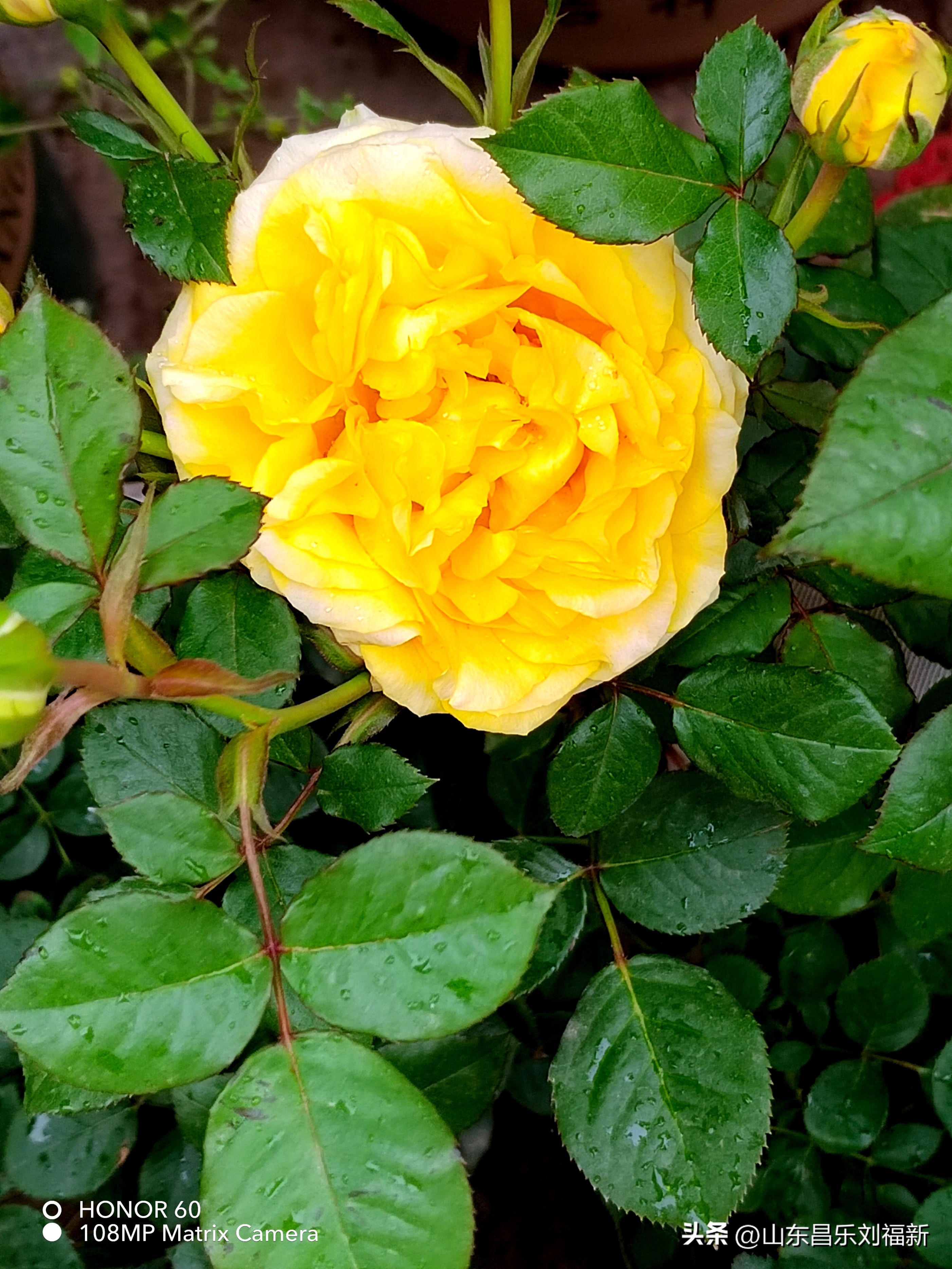 洋槐花·万马奔腾电器·鄌郚医院贴膏药