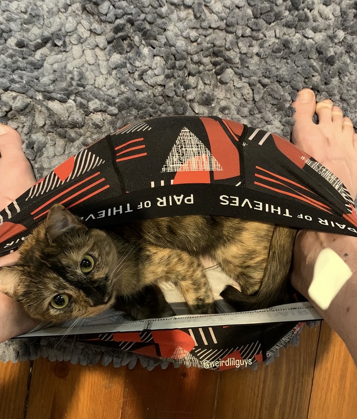 盘点那些奇怪的小猫咪搞笑的日常,盘点那些奇怪的小猫咪